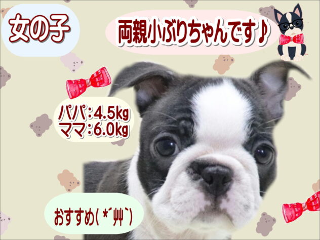 大阪府のボストンテリア (アミーゴ鳳店/2026年4月19日生まれ/女の子/ボストンカラー)の子犬の1枚目の画像