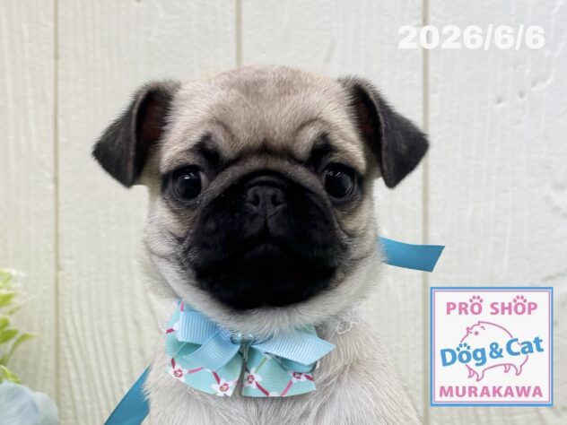 広島県のパグ (アミーゴ大町店/2026年4月5日生まれ/男の子/フォーン)の子犬