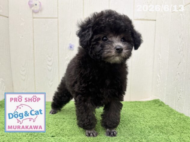 広島県のトイプードル(トイ) (アミーゴ大町店/2026年4月13日生まれ/女の子/グレー)の子犬の2枚目の画像