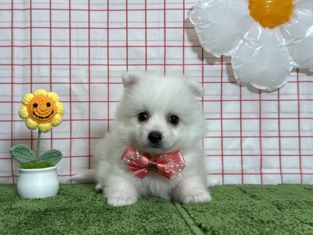 山形県の日本スピッツ (アミーゴ酒田店/2026年4月28日生まれ/女の子/ホワイト)の子犬