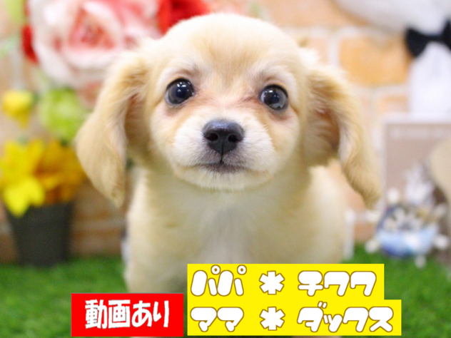 兵庫県のハーフ犬・ミックス犬 (ペット・プラザ アミーゴ三田店/2026年4月23日生まれ/女の子/イエロー)の子犬の1枚目の画像