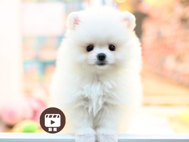 岡山県のポメラニアン (アミーゴ大安寺店/2026年4月12日生まれ/女の子/ホワイト)の子犬