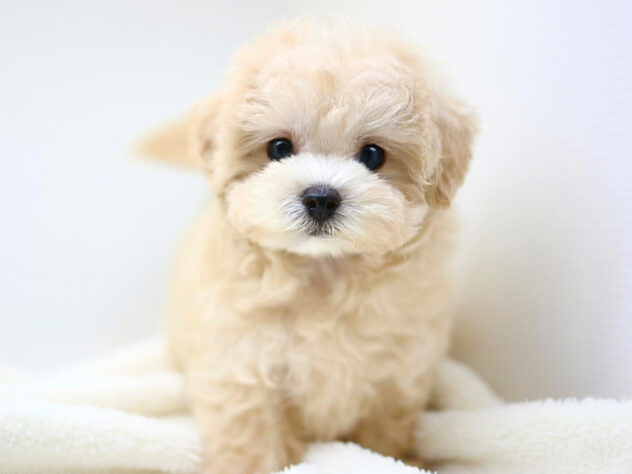 岡山県のハーフ犬・ミックス犬 (アミーゴ大安寺店/2026年4月11日生まれ/女の子/クリーム)の子犬の2枚目の画像