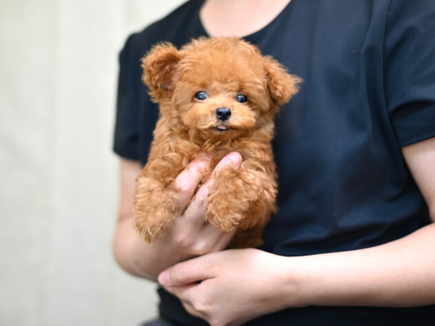 岡山県のトイプードル(トイ) (アミーゴ大安寺店/2026年4月11日生まれ/男の子/レッドフォーン)の子犬の3枚目の画像