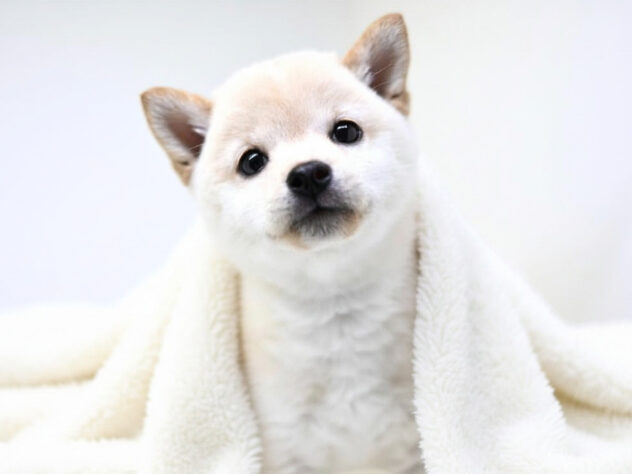 岡山県の豆柴 (アミーゴ大安寺店/2026年4月10日生まれ/女の子/白)の子犬の3枚目の画像
