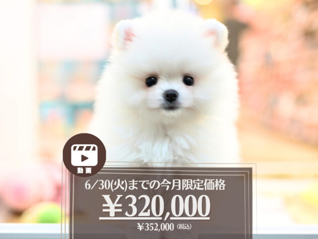 岡山県のポメラニアン (アミーゴ大安寺店/2026年4月12日生まれ/女の子/ホワイト)の子犬の1枚目の画像