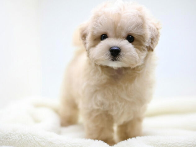 岡山県のハーフ犬・ミックス犬 (アミーゴ大安寺店/2026年4月11日生まれ/女の子/クリーム)の子犬の3枚目の画像
