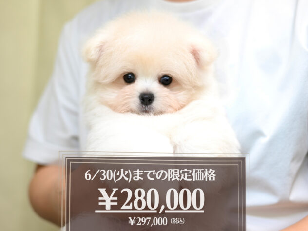 岡山県のハーフ犬・ミックス犬 (アミーゴ大安寺店/2026年4月18日生まれ/男の子/クリーム)の子犬の1枚目の画像