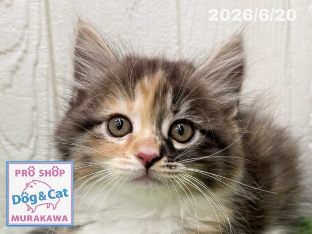 広島県のサイベリアン (アミーゴ大町店/2026年4月18日生まれ/女の子/ブラウンパッチドタビーホワイト)の子猫