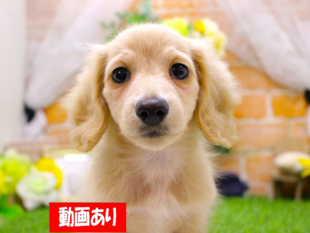 兵庫県のミニチュアダックスフンド(ロング) (ペット・プラザ アミーゴ三田店/2026年4月22日生まれ/男の子/イエロー)の子犬の1枚目の画像