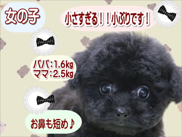 大阪府のトイプードル(トイ) (アミーゴ鳳店/2026年4月22日生まれ/女の子/ブラック)の子犬の1枚目の画像
