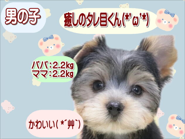 大阪府のヨークシャーテリア (アミーゴ鳳店/2026年4月18日生まれ/男の子/スチールブルータン)の子犬の1枚目の画像