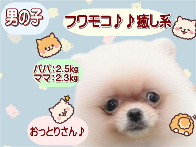 大阪府のポメラニアン (アミーゴ鳳店/2026年4月28日生まれ/男の子/クリーム)の子犬