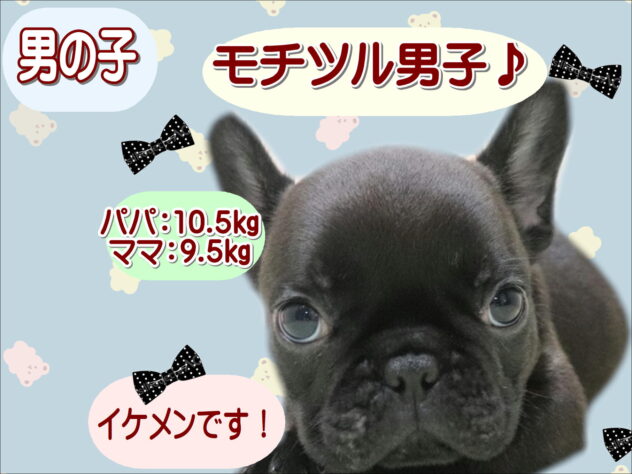 大阪府のフレンチブルドッグ (アミーゴ鳳店/2026年4月12日生まれ/男の子/ブリンドル)の子犬の1枚目の画像