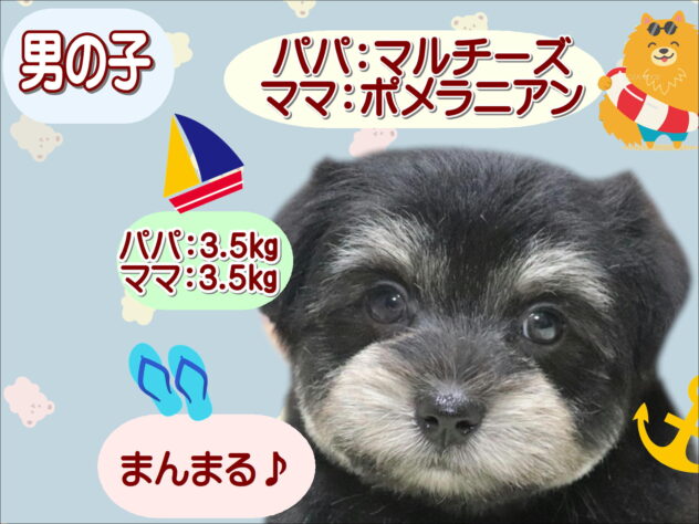 大阪府のハーフ犬・ミックス犬 (アミーゴ鳳店/2026年6月30日生まれ/男の子/ブラックタン)の子犬