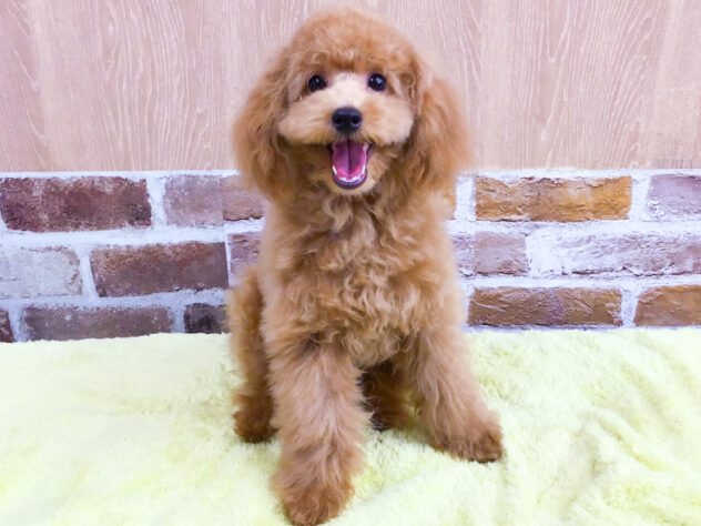 愛知県のトイプードル(トイ) (アミーゴ知立店/2026年1月7日生まれ/男の子/オレンジフォーン)の子犬の1枚目の画像