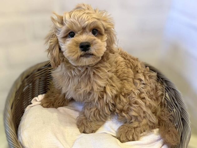 秋田県のハーフ犬・ミックス犬 (アミーゴ秋田茨島店/2026年2月10日生まれ/男の子/レッド)の子犬