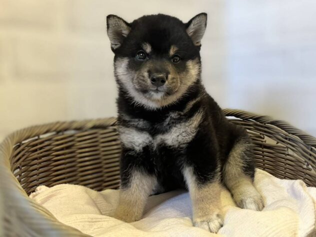 秋田県の柴犬(標準サイズ) (アミーゴ秋田茨島店/2026年4月11日生まれ/男の子/黒)の子犬