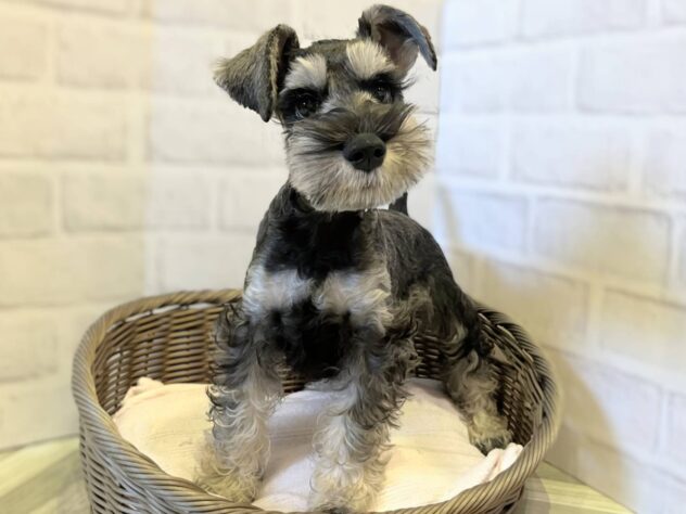 秋田県のミニチュアシュナウザー (アミーゴ秋田茨島店/2026年3月3日生まれ/男の子/ソルトペッパー)の子犬