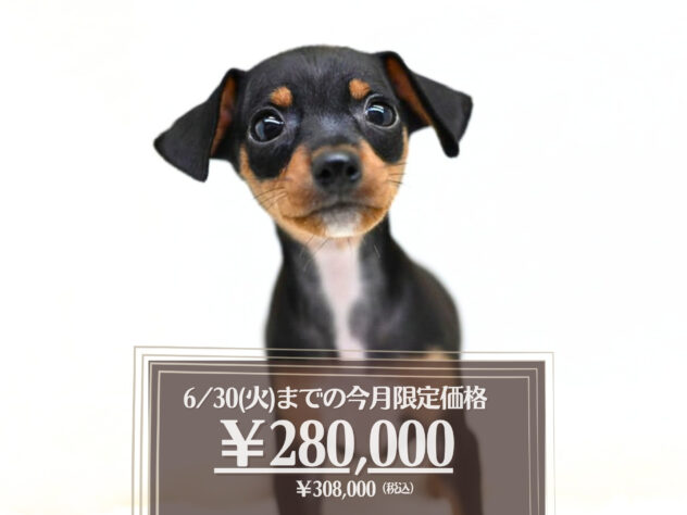 岡山県のミニチュアピンシャー (アミーゴ大安寺店/2026年4月22日生まれ/女の子/ブラックタン)の子犬の1枚目の画像