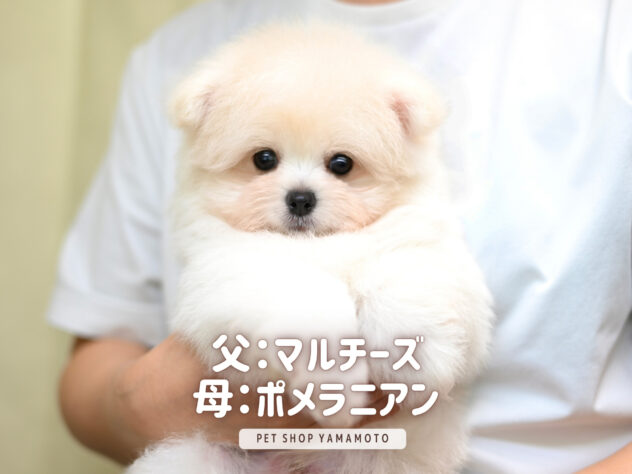 岡山県のハーフ犬・ミックス犬 (アミーゴ大安寺店/2026年4月18日生まれ/男の子/クリーム)の子犬の2枚目の画像