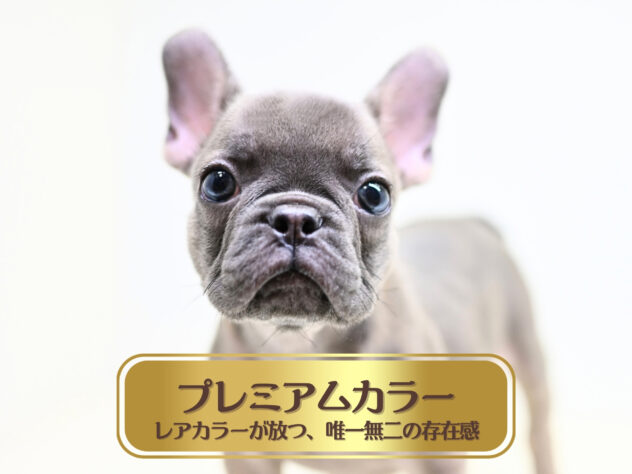 岡山県のフレンチブルドッグ (アミーゴ大安寺店/2026年3月10日生まれ/女の子/ブルーフォーン)の子犬の1枚目の画像