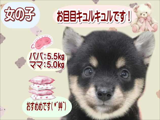 大阪府の豆柴 (アミーゴ鳳店/2026年4月24日生まれ/女の子/黒)の子犬の1枚目の画像