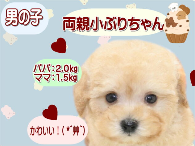 大阪府のトイプードル(トイ) (アミーゴ鳳店/2026年4月28日生まれ/男の子/クリーム)の子犬の1枚目の画像