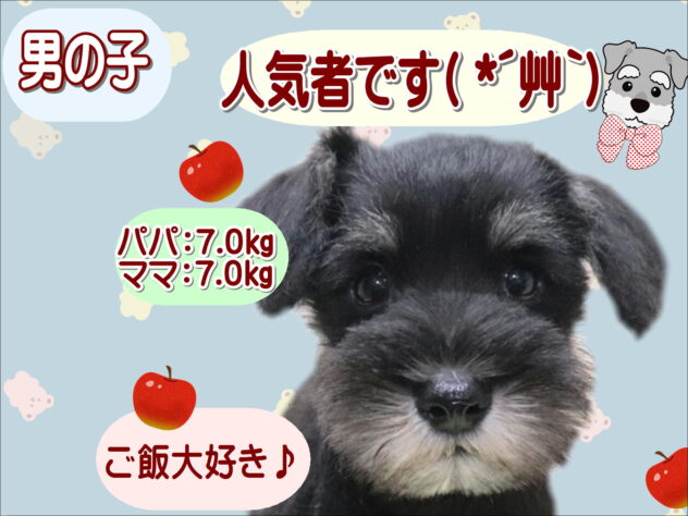 大阪府のミニチュアシュナウザー (アミーゴ鳳店/2026年4月22日生まれ/男の子/ソルトペッパー)の子犬の1枚目の画像