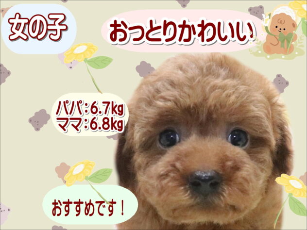 大阪府のトイプードル(トイ) (アミーゴ鳳店/2026年4月14日生まれ/女の子/レッドフォーン)の子犬の1枚目の画像