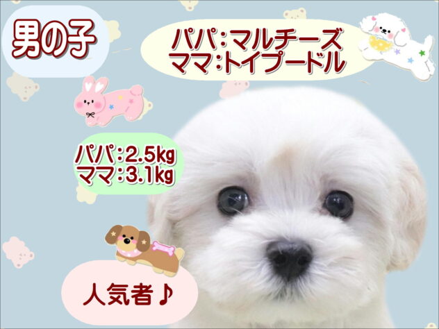 大阪府のハーフ犬・ミックス犬 (アミーゴ鳳店/2026年4月23日生まれ/男の子/クリーム)の子犬の1枚目の画像