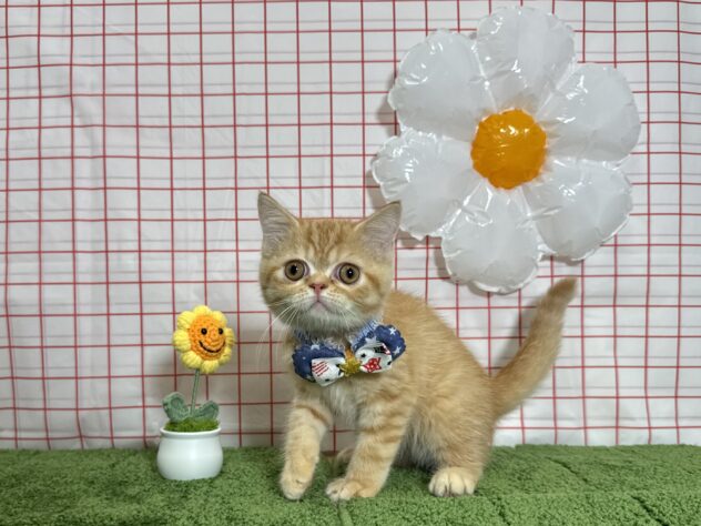 山形県のミヌエット (アミーゴ酒田店/2026年4月11日生まれ/男の子/レッドタビー)の子猫の1枚目の画像