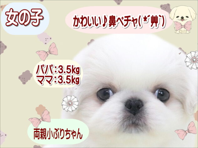 大阪府のペキニーズ (アミーゴ鳳店/2026年4月21日生まれ/女の子/ホワイトクリーム)の子犬の1枚目の画像