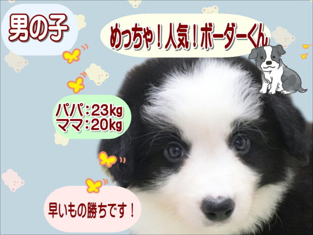 大阪府のボーダーコリー (アミーゴ鳳店/2026年4月6日生まれ/男の子/ブラックホワイトタン)の子犬の1枚目の画像