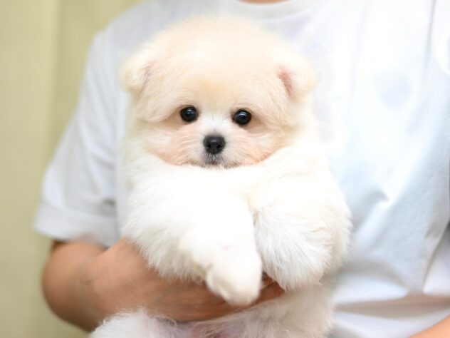 岡山県のハーフ犬・ミックス犬 (アミーゴ大安寺店/2026年4月18日生まれ/男の子/クリーム)の子犬の3枚目の画像