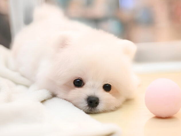 岡山県のハーフ犬・ミックス犬 (アミーゴ大安寺店/2026年4月18日生まれ/男の子/クリーム)の子犬の3枚目の画像