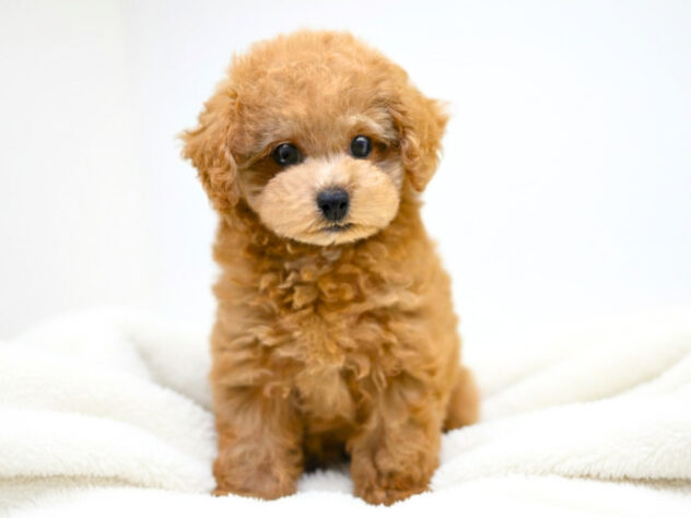 岡山県のハーフ犬・ミックス犬 (アミーゴ大安寺店/2026年3月22日生まれ/女の子/アプリコット)の子犬の3枚目の画像