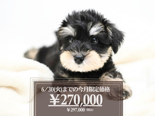 岡山県のミニチュアシュナウザー (アミーゴ大安寺店/2026年4月12日生まれ/男の子/ブラックシルバー)の子犬の1枚目の画像
