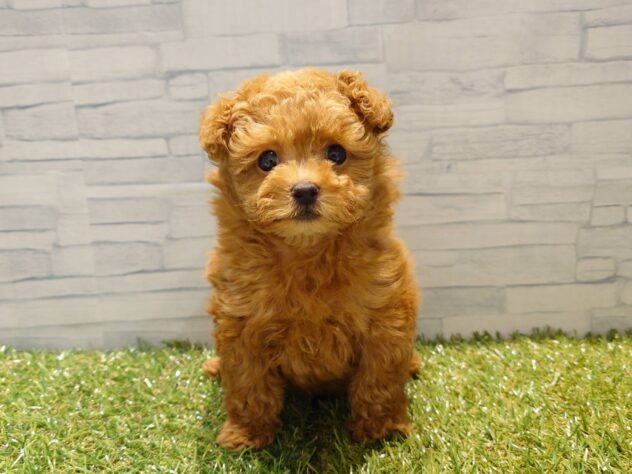 新潟県のトイプードル(トイ) (アミーゴ新発田店/2026年4月7日生まれ/女の子/レッド)の子犬