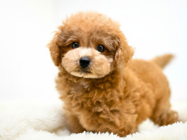 岡山県のハーフ犬・ミックス犬 (アミーゴ大安寺店/2026年3月22日生まれ/女の子/アプリコット)の子犬の2枚目の画像