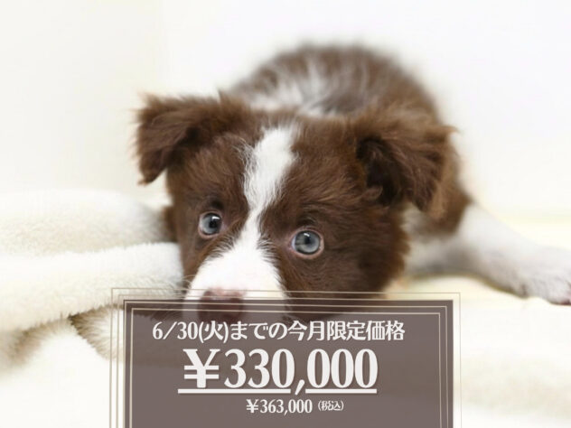 岡山県のボーダーコリー (アミーゴ大安寺店/2026年4月6日生まれ/女の子/チョコレートホワイト)の子犬の1枚目の画像