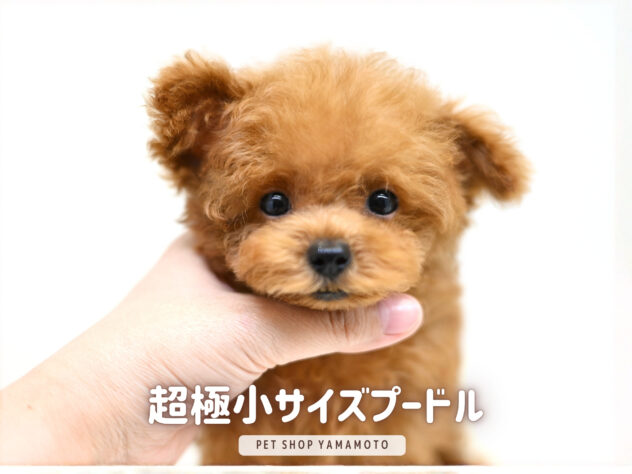 岡山県のトイプードル(トイ) (アミーゴ大安寺店/2026年4月11日生まれ/男の子/レッドフォーン)の子犬の1枚目の画像