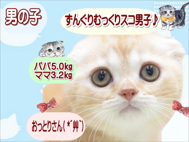 大阪府のスコティッシュフォールド (アミーゴ鳳店/2026年4月5日生まれ/男の子/レッドタビー)の子猫の1枚目の画像