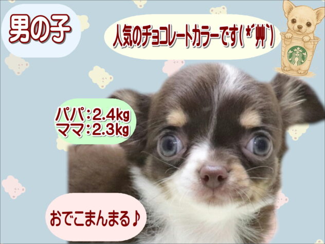 大阪府のチワワ(ロング) (アミーゴ鳳店/2026年4月8日生まれ/男の子/チョコレートタン)の子犬の1枚目の画像