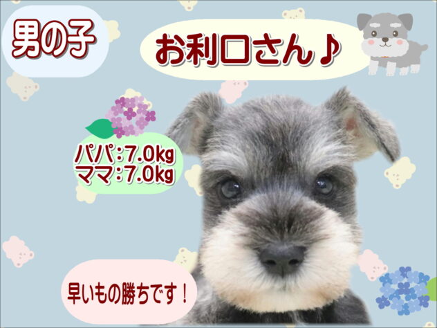 大阪府のミニチュアシュナウザー (アミーゴ鳳店/2026年4月20日生まれ/男の子/ソルトペッパー)の子犬の1枚目の画像
