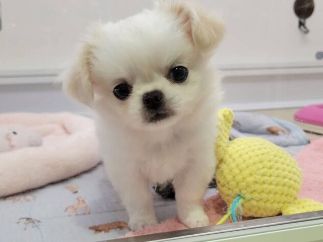 福島県のハーフ犬・ミックス犬 (アミーゴ須賀川店/2026年3月30日生まれ/女の子/ホワイトクリーム)の子犬の1枚目の画像
