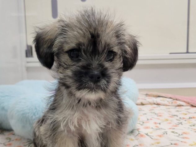 福島県のハーフ犬・ミックス犬 (アミーゴ須賀川店/2026年4月6日生まれ/女の子/ウィートン)の子犬の1枚目の画像