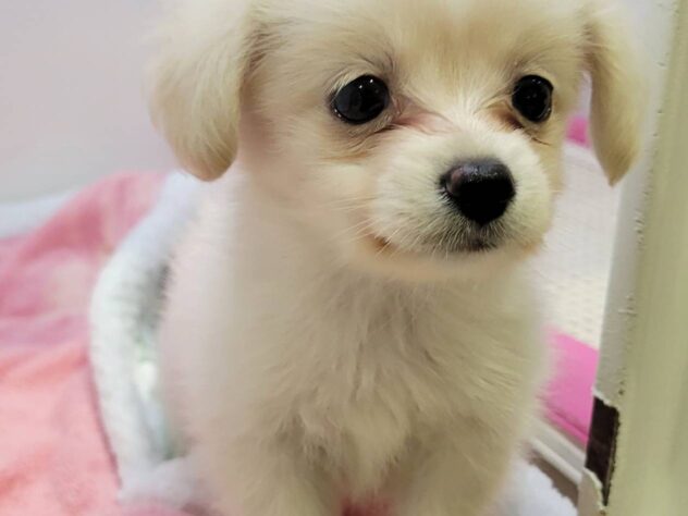 福島県のハーフ犬・ミックス犬 (アミーゴ須賀川店/2026年4月20日生まれ/男の子/クリーム)の子犬