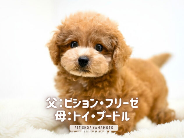 岡山県のハーフ犬・ミックス犬 (アミーゴ大安寺店/2026年3月22日生まれ/女の子/アプリコット)の子犬の1枚目の画像