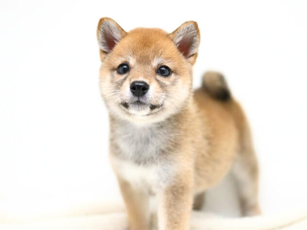 岡山県の豆柴 (アミーゴ大安寺店/2026年4月6日生まれ/女の子/赤)の子犬の1枚目の画像